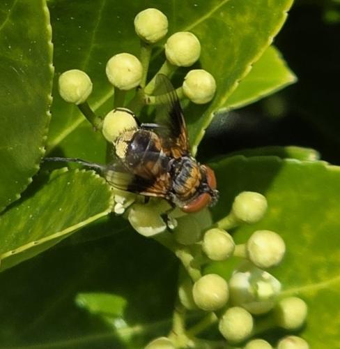 Ectophasia sp.